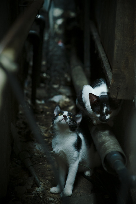 巴西骑手斯蒂芬·巴尔查在巴黎奥运会上获得个人障碍赛银牌，创造历史。