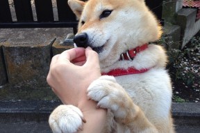 开云体育官方下载-勇士队连续五场保持不败，士气高涨，勇士队全队