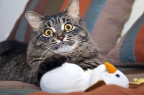 开云官网首页-丹尼尔·梅德韦杰夫在巴黎大师赛夺冠，丹尼尔.梅德维杰夫