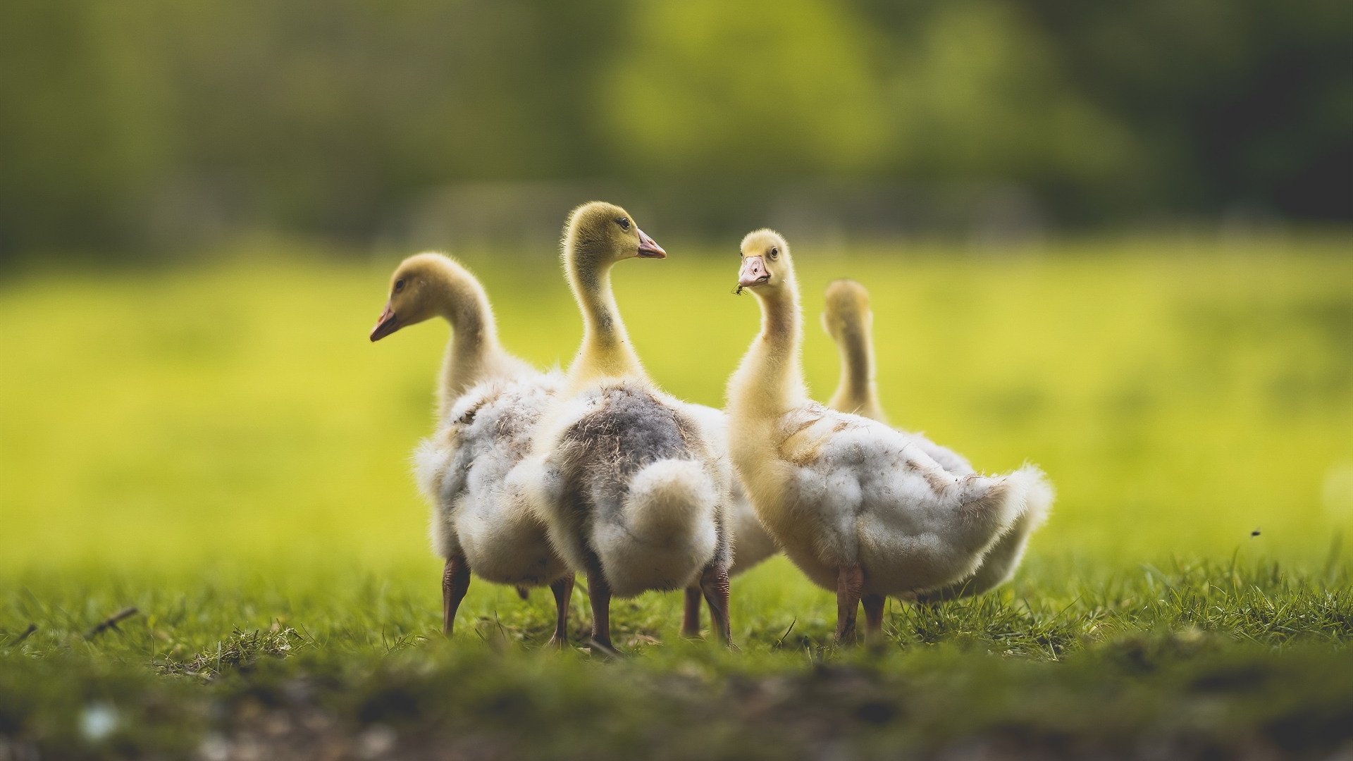 “英超争冠战日趋激烈,榜首球队压力山大”,英超争冠形势