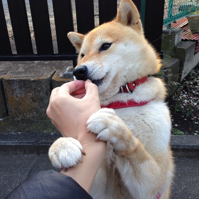 勇士队连续五场保持不败,士气高涨,勇士队全队