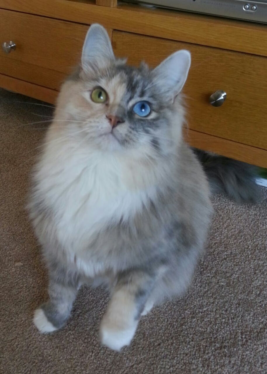 勇士队连续五场保持不败,士气高涨,勇士队全队